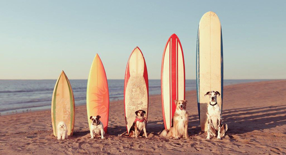 dogs-on-beach